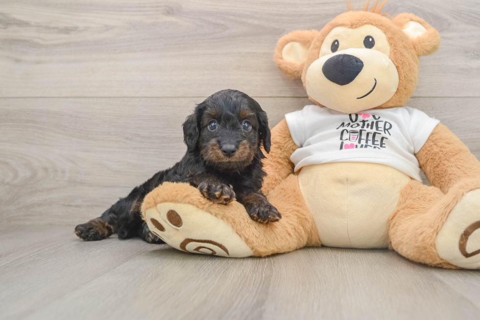 Sweet Cockapoo Baby