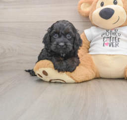 5 week old Cockapoo Puppy For Sale - Florida Fur Babies