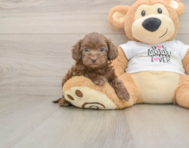 5 week old Cockapoo Puppy For Sale - Florida Fur Babies