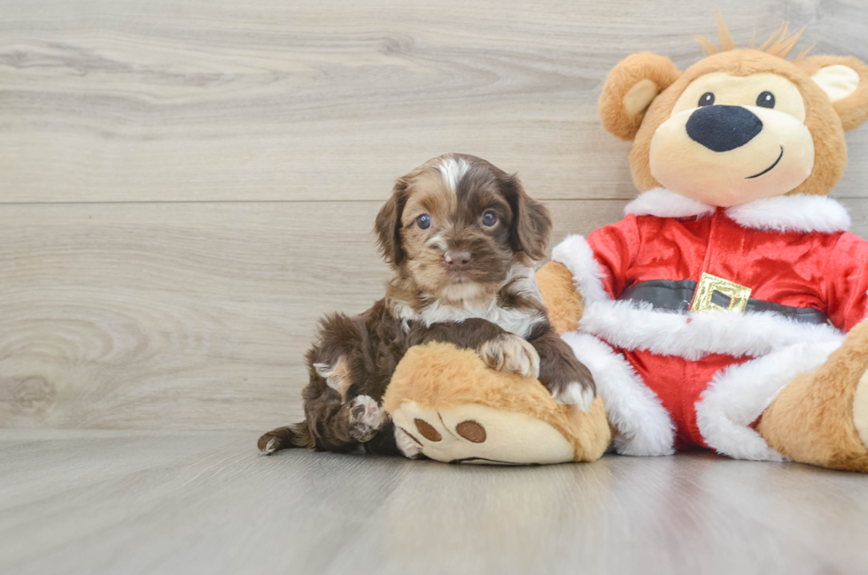 5 week old Cockapoo Puppy For Sale - Florida Fur Babies