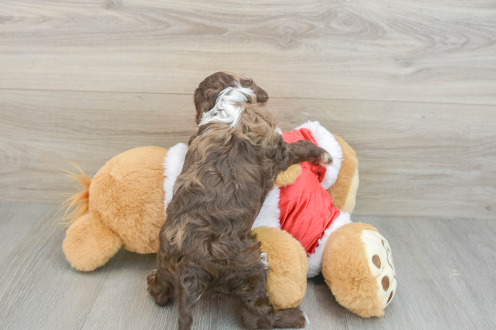 Funny Cockapoo Poodle Mix Pup