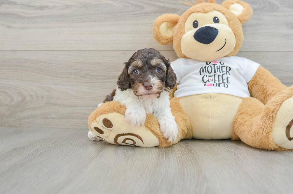 7 week old Cockapoo Puppy For Sale - Florida Fur Babies