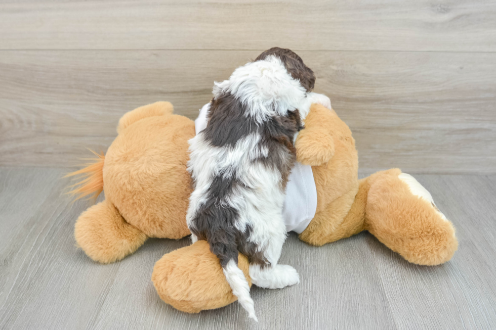 Energetic Cocker Doodle Poodle Mix Puppy