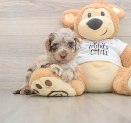 6 week old Cockapoo Puppy For Sale - Florida Fur Babies