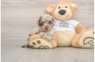 Cockapoo Pup Being Cute