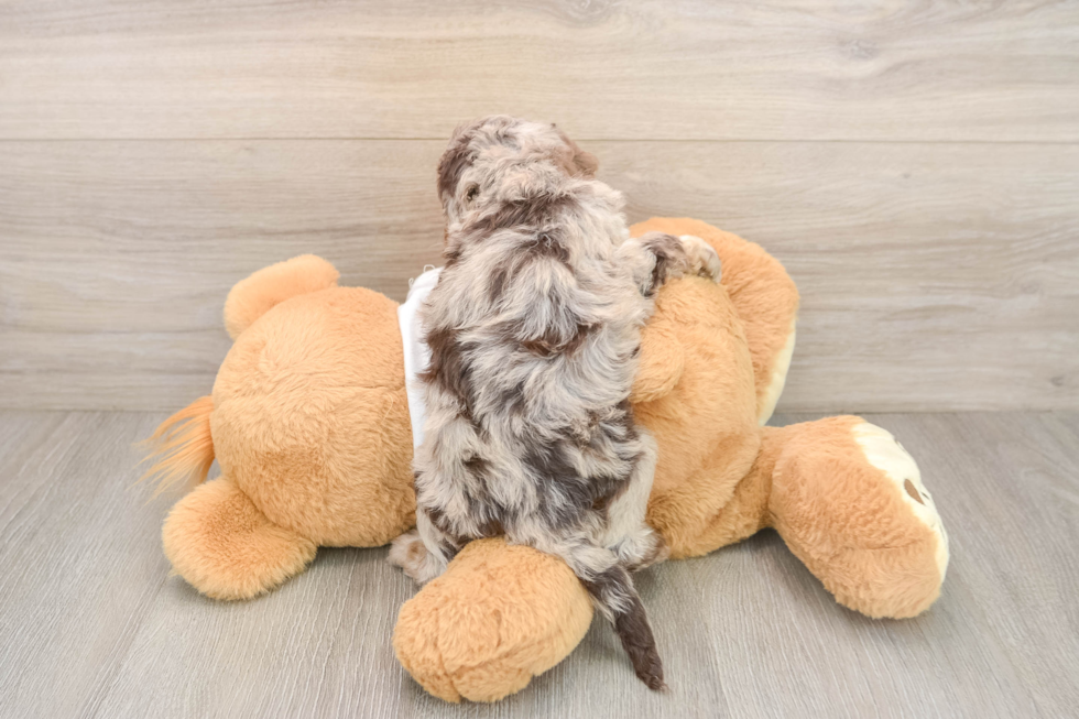 Cockapoo Puppy for Adoption
