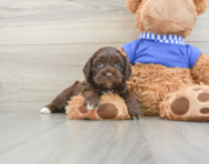 5 week old Cockapoo Puppy For Sale - Florida Fur Babies