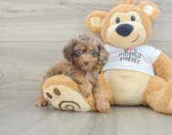 12 week old Cockapoo Puppy For Sale - Florida Fur Babies