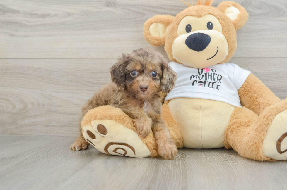 5 week old Cockapoo Puppy For Sale - Florida Fur Babies