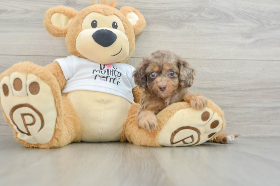 Sweet Cockapoo Baby