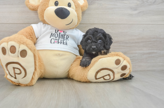 Cockapoo Puppy for Adoption