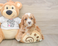 7 week old Cockapoo Puppy For Sale - Florida Fur Babies
