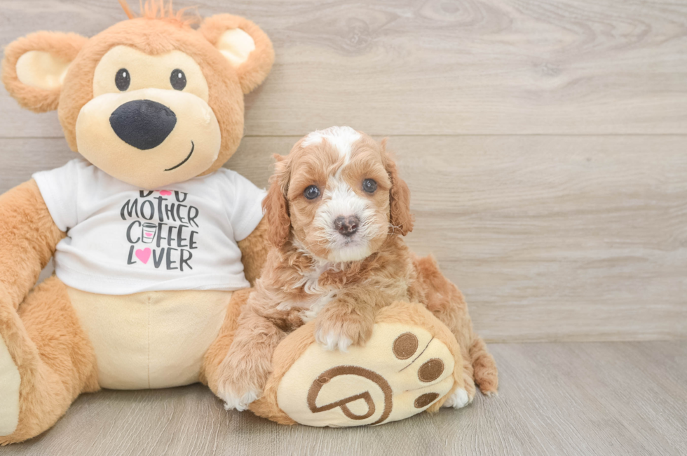 5 week old Cockapoo Puppy For Sale - Florida Fur Babies