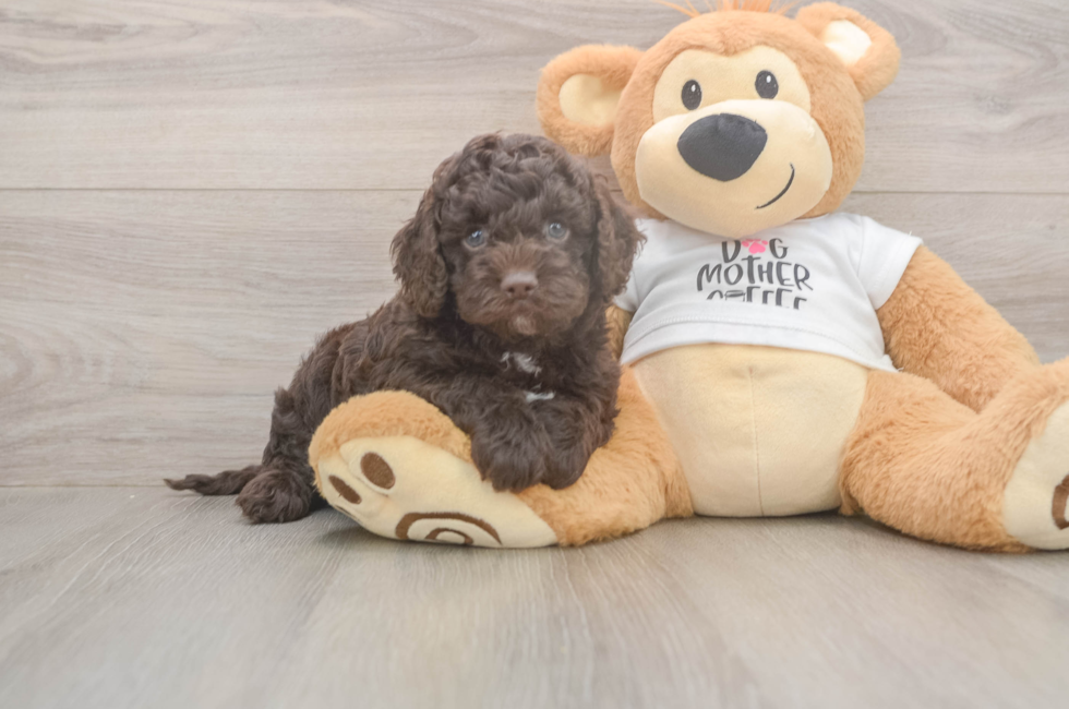 5 week old Cockapoo Puppy For Sale - Florida Fur Babies