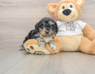 6 week old Cockapoo Puppy For Sale - Florida Fur Babies