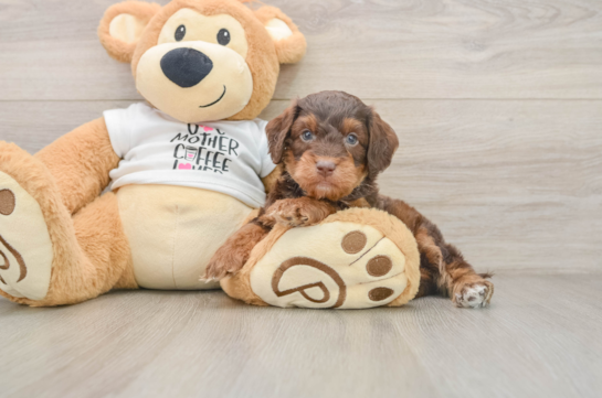 Sweet Cockapoo Baby