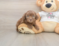 6 week old Cockapoo Puppy For Sale - Florida Fur Babies