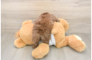 Cockapoo Puppy for Adoption