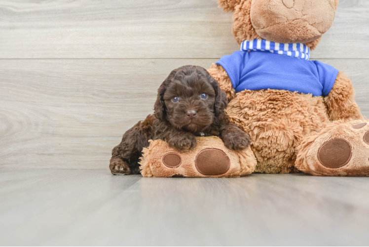 Sweet Cockapoo Baby