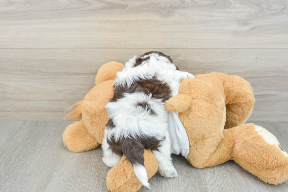 Petite Cockapoo Poodle Mix Pup
