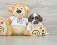 8 week old Cockapoo Puppy For Sale - Florida Fur Babies
