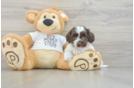 Cockapoo Puppy for Adoption