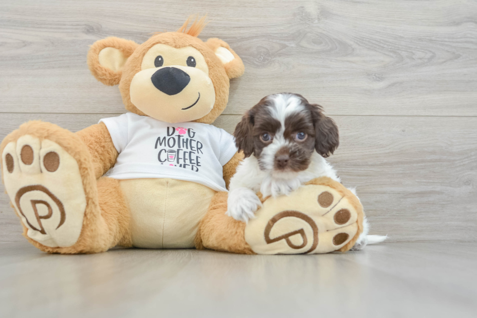 Cockapoo Puppy for Adoption