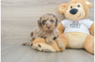 Petite Cockapoo Poodle Mix Pup