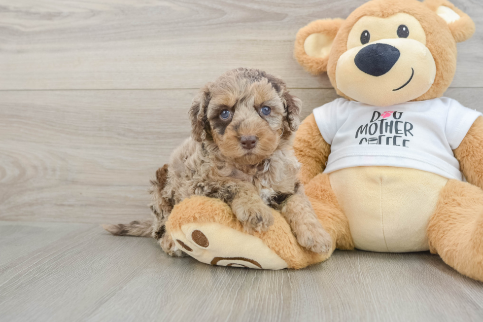 Petite Cockapoo Poodle Mix Pup