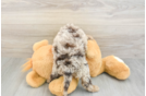 Cockapoo Puppy for Adoption