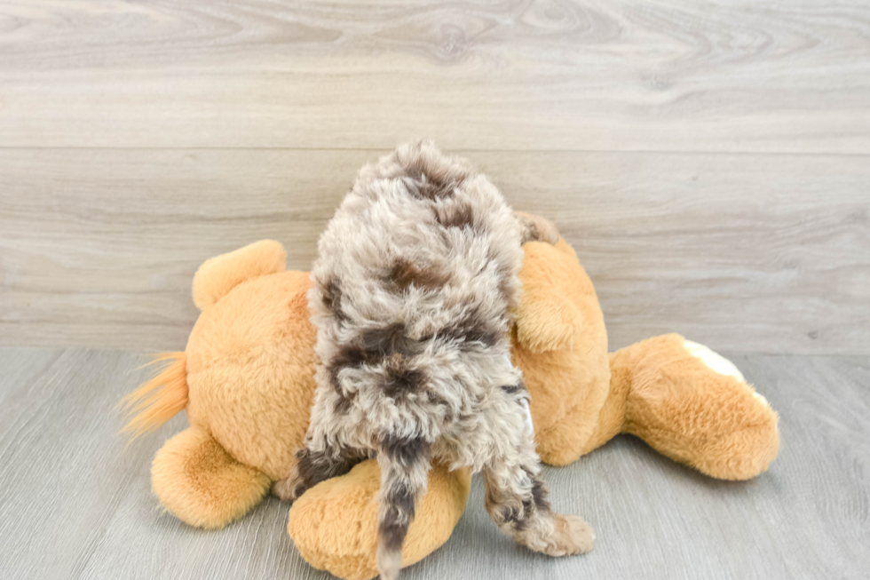 Cockapoo Puppy for Adoption