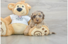 Friendly Cockapoo Baby