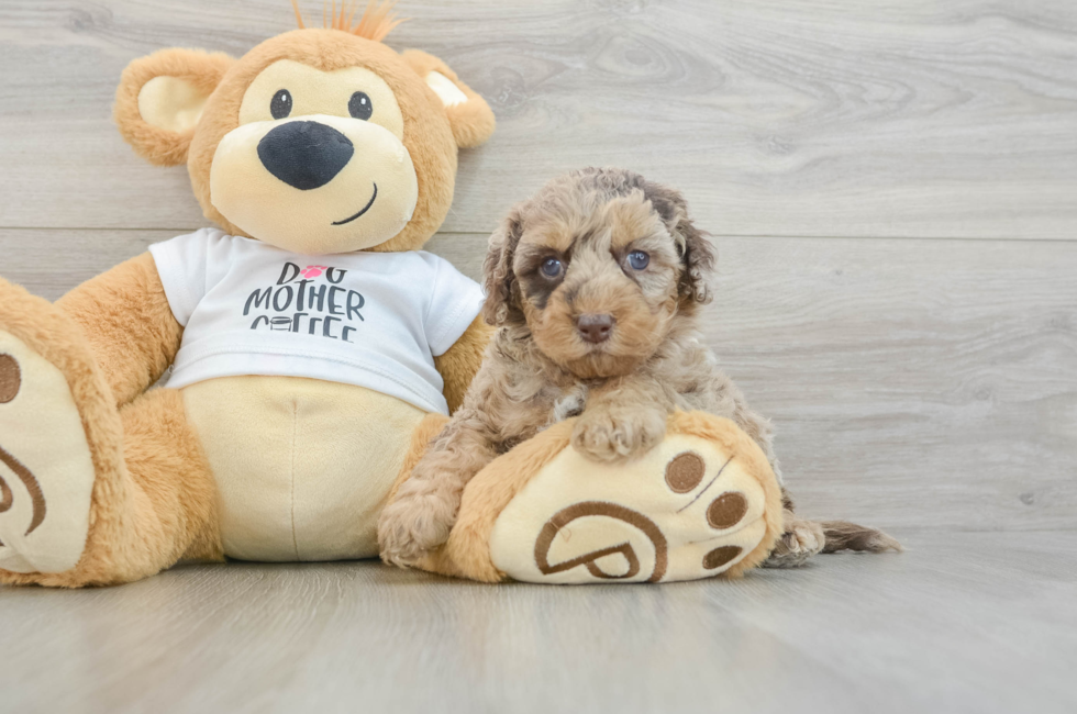 5 week old Cockapoo Puppy For Sale - Florida Fur Babies