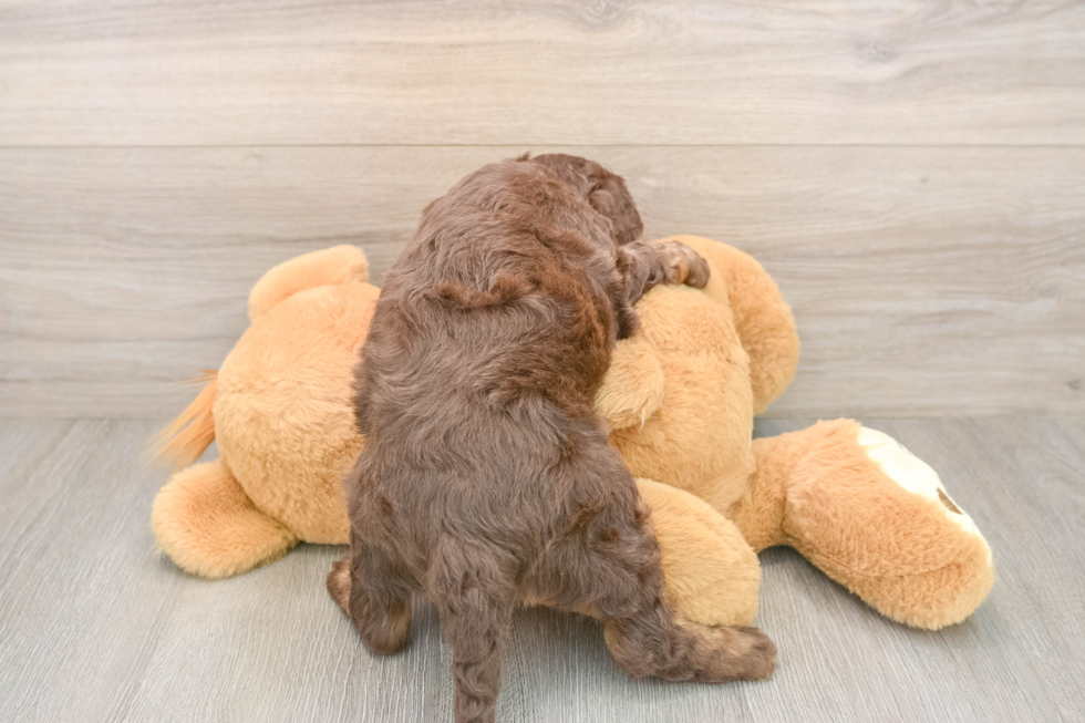 Cockapoo Puppy for Adoption