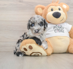 6 week old Cockapoo Puppy For Sale - Florida Fur Babies