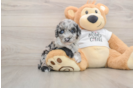 Best Cockapoo Baby