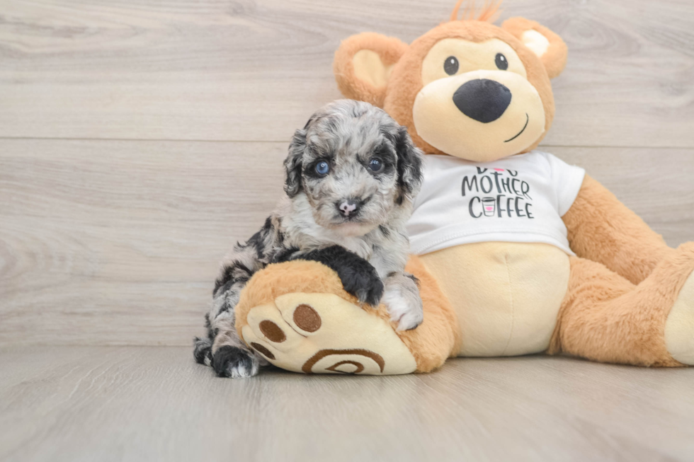 Best Cockapoo Baby