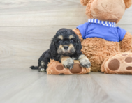 6 week old Cockapoo Puppy For Sale - Florida Fur Babies