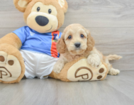 6 week old Cockapoo Puppy For Sale - Florida Fur Babies