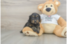 Friendly Cockapoo Baby