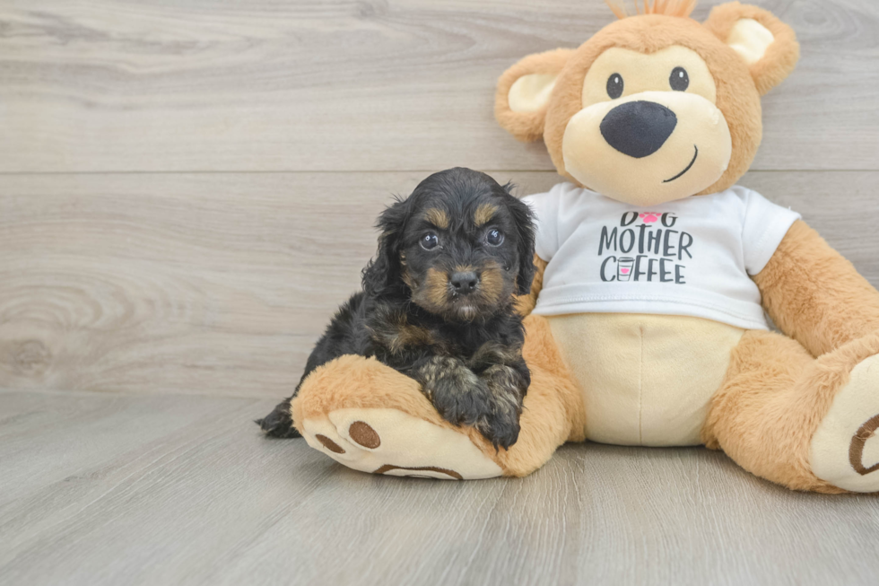 Friendly Cockapoo Baby