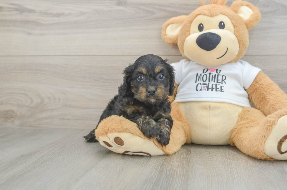 5 week old Cockapoo Puppy For Sale - Florida Fur Babies