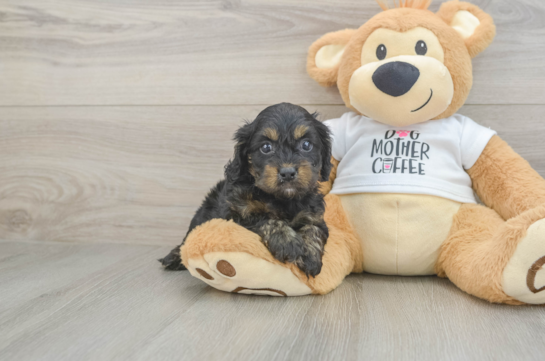 Friendly Cockapoo Baby