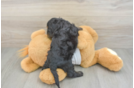 Hypoallergenic Cocker Doodle Poodle Mix Puppy