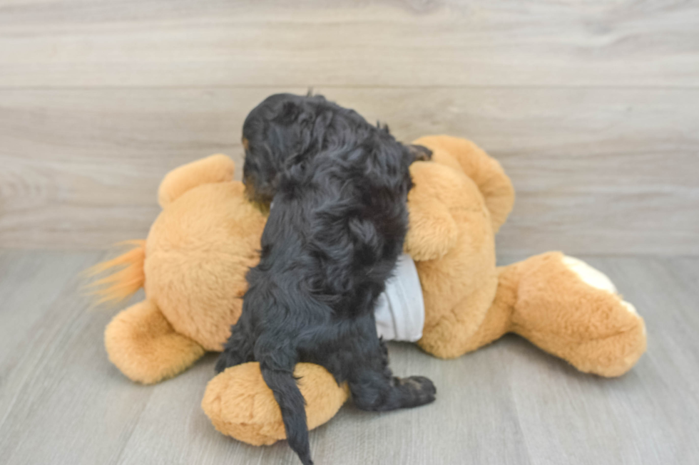 Hypoallergenic Cocker Doodle Poodle Mix Puppy