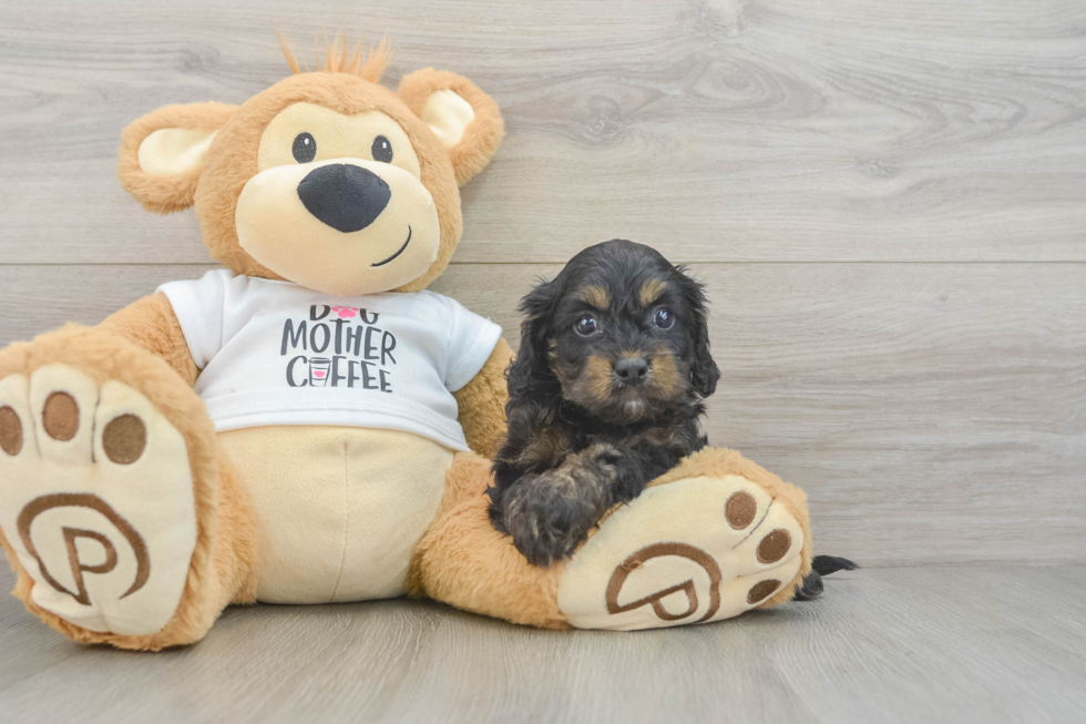 Happy Cockapoo Baby