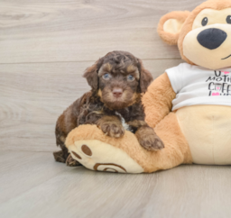 8 week old Cockapoo Puppy For Sale - Florida Fur Babies