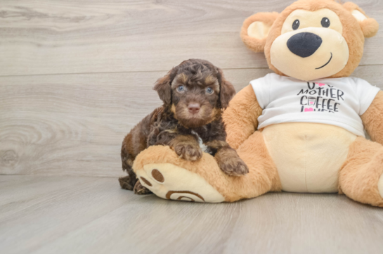 Petite Cockapoo Poodle Mix Pup