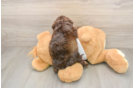 Smart Cockapoo Poodle Mix Pup
