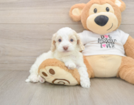 6 week old Cockapoo Puppy For Sale - Florida Fur Babies